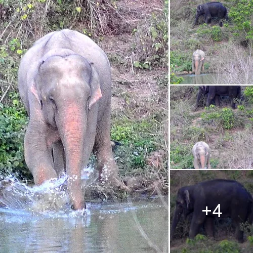 Rare Albino Elephant Discovered Amidst Herd in Thailand’s National Park