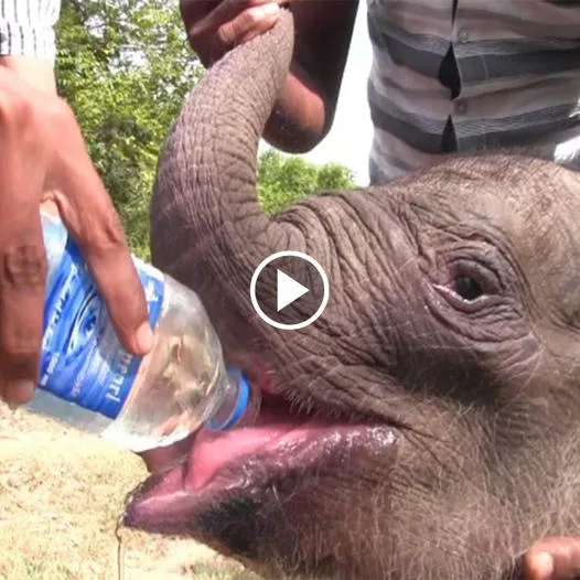 Rescuing a Newborn Elephant Calf: A Heartrending Tale of Compassion and Hope