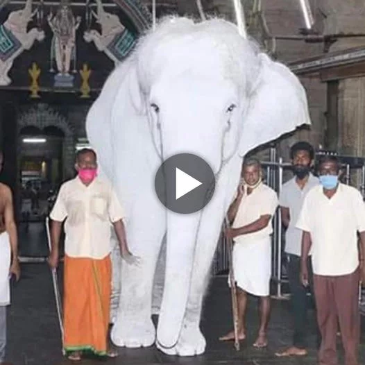 Thai Community Enthralled by Majestic 900kg ‘Albino’ Elephant