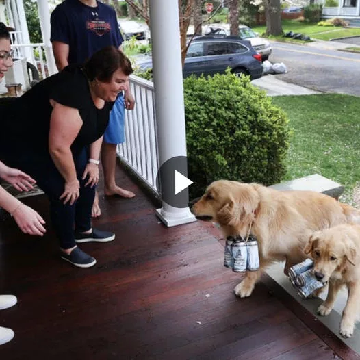 Meeting the ‘Brew Dogs’: Two Golden Retrievers Deliver Beer to Customers During New York Lockdown