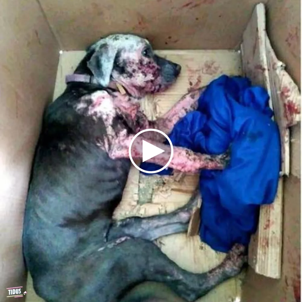 When they opened the box, they expected the dog to be beyond saving, but love worked a miraculous transformation.